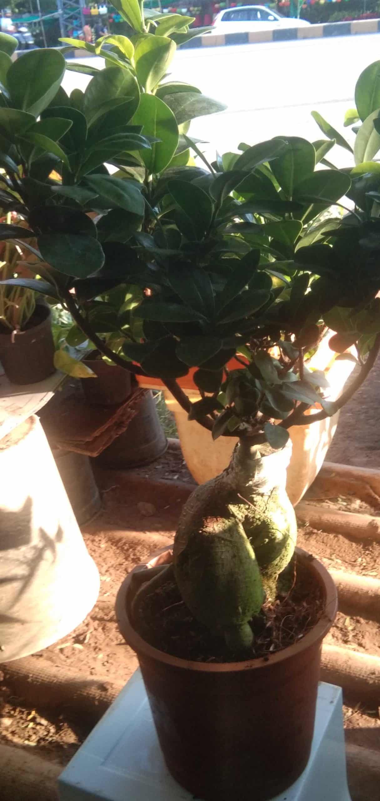 Ficus Bonsai Plant Available in Jodhpur