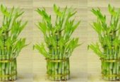 Three Layer Lucky Bamboo Plants with Bowl Available in Jodhpur