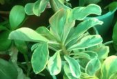 Adenium Bonsai Plants, Garden Plants, Flowering Plants and Decorative Plants Available in Jodhpur