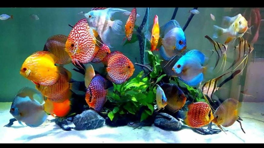 Fish Aquarium, Fish Food and Table Stone Decoration in Jodhpur