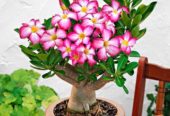 Adenium Bonsai Plants, Garden Plants, Flowering Plants and Decorative Plants Available in Jodhpur