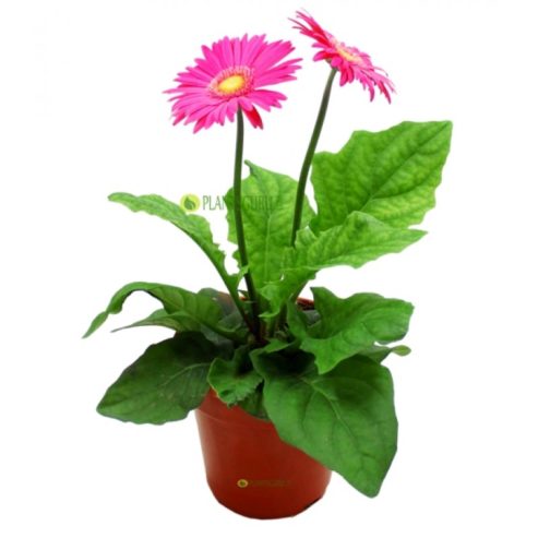 Gerbera Daisy Plants, Garden Plants, Flowering Plants and Decorative Plants Available in Jodhpur