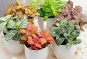 Fittonia Plants, Garden Plants, Flowering Plants and Decorative Plants Available in Jodhpur