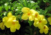 Yellow Almanda Bush Plants Available in Shikargarh, Jodhpur