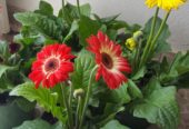 Gerbera Daisy Plants, Garden Plants, Flowering Plants and Decorative Plants Available in Jodhpur