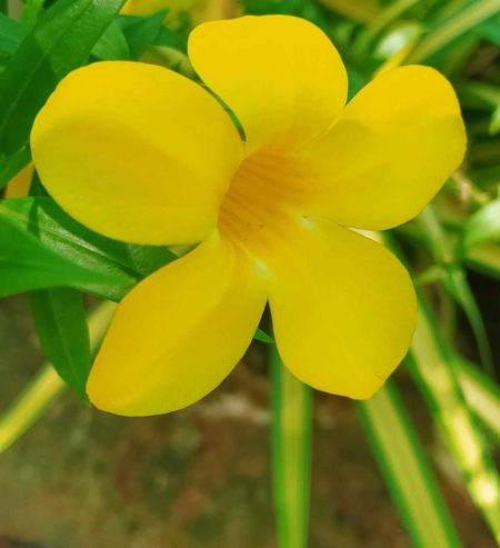 Yellow Almanda Bush Plants Available in Shikargarh, Jodhpur