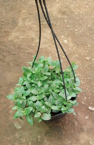 Fittonia Plants, Garden Plants, Flowering Plants and Decorative Plants Available in Jodhpur