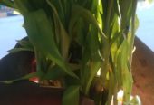 Three Layer Lucky Bamboo Plants with Bowl Available in Jodhpur