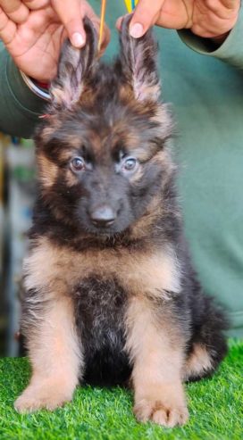 Top Best Quality Heavy Bone German Shepard Puppies Available