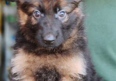 Top Best Quality Heavy Bone German Shepard Puppies Available