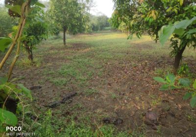 Agriculture Farm Land For Sale in Dhrampur Road, Vankal