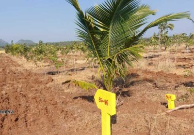 Plots With Red Sandal Plantation at Pulluru Near Vijayawara.