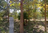 Farm Land with Fully Teak Wood Tree for Sale