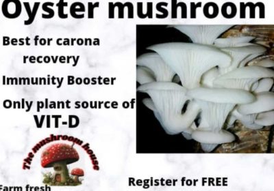 THE MUSHROOM HOUSE Fresh Button & Oyster Mushroom