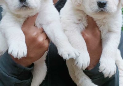Golden Retriever Puppies For Sale in Badnawar, Dhar