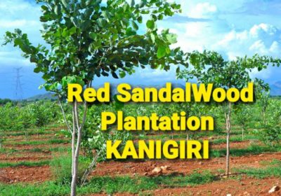 Plots Sale in Kanigiri, Prakasam with Red Sandalwood Plantation