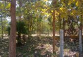 Farm Land with Fully Teak Wood Tree for Sale