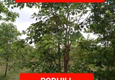 3 Cents Plot with Red Sandalwood Plants Chinnarikatla-Podili