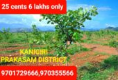 Plots Sale in Kanigiri, Prakasam with Red Sandalwood Plantation