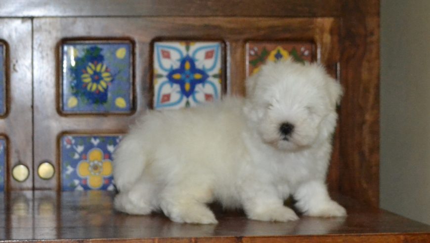 Maltese Puppies Available – Bangalore