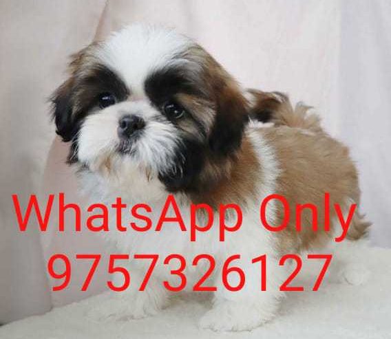 Cute Shih Tzu Puppy Ready For Rehominng