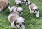 Certified Shih Tzu Puppies Available in Andrews Ganj, Delhi