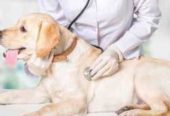 Pet Clinic in Trichy – TAILS & WAGS PET CLINIC