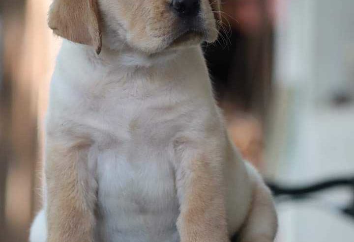Labrador Puppy For Sale in Nellore City