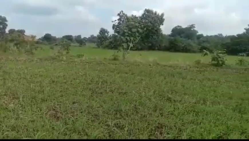 Agriculture Land For Sale in Chhapara