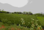 ARAKKONAM AGRICULTURE LAND FOR SALE