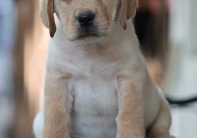 Labrador Puppy For Sale in Nellore City