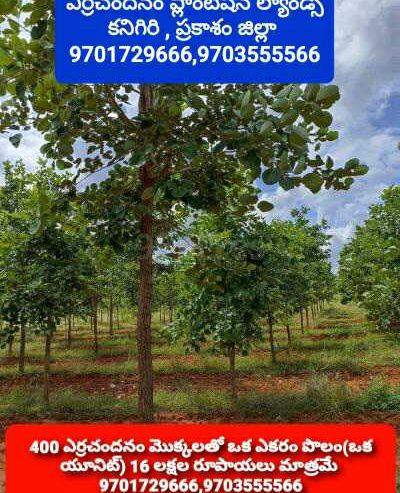 Red Sandalwood Plantation Lands Kanigiri, Prakasam District