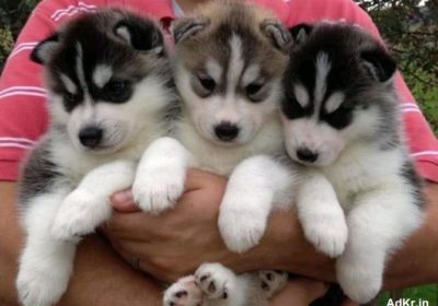 Best Quality Siberian Husky Puppies Male & Female Available For Rehoming in Anantapur, AP