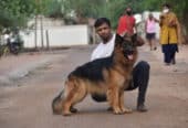 Dewangan Dog Kennel is Best Pet Shops in Bhilai