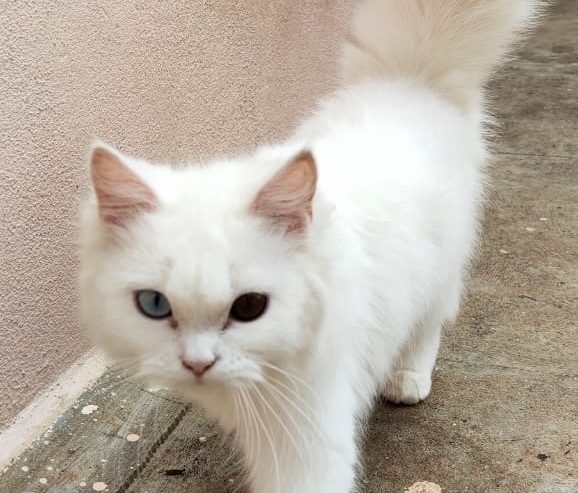 Persian Pair Cats For Sale @ Bangalore