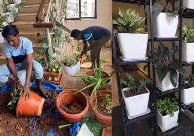 Indoor-Plants-Care-Services-1024×597-1