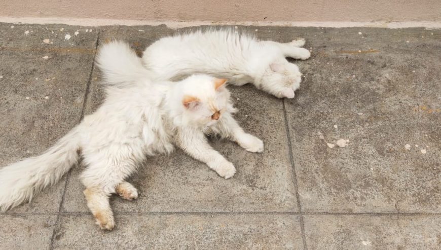 Persian Pair Cats For Sale @ Bangalore