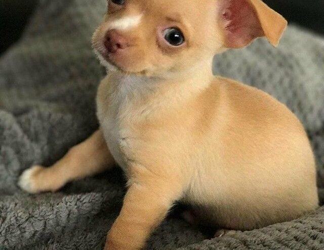 Beautiful Chihuahua Puppies For Rehoming – Kodumur City