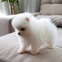 Registered Pomeranian Puppies Available in Khenewa