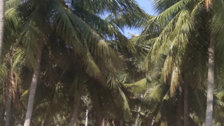 Coconut Farm Land For Sale in Coimbatore