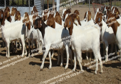 Boer-Goat-for-sale