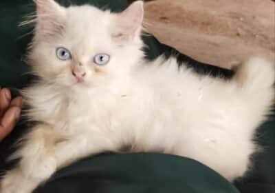 Persian Cat For Sale in Kollam, Kerala