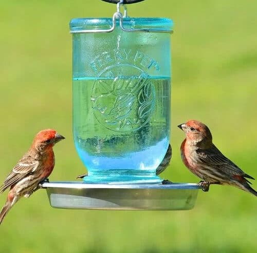 Shop Wild Bird Feed on Low Prices from Southern Agriculture