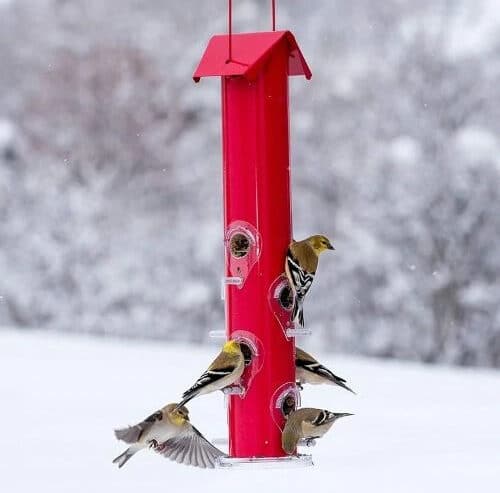 Shop Wild Bird Feed on Low Prices from Southern Agriculture