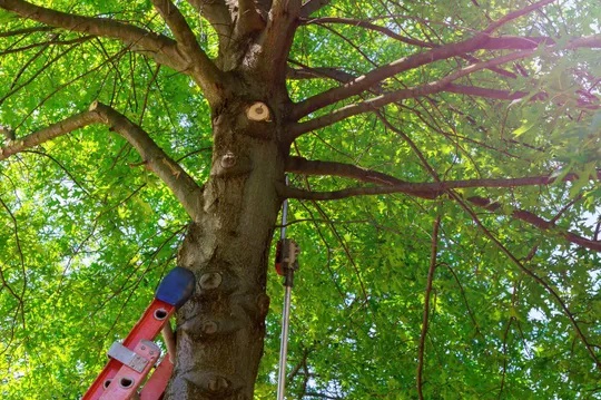Garden and Tree Care Services in Sunderland, UK | Tree Surgeon