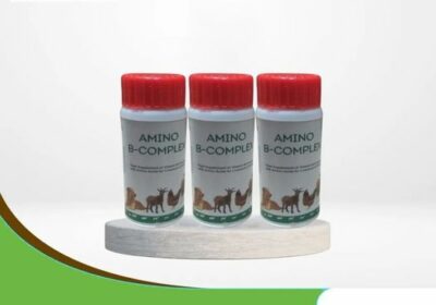 Veterinary Liver Tonic Manufacture in India | Amino Pharma