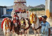 Wedding Horse & Baggi Services in Hyderabad | Shaik Afzal & Sons Horse Supplies