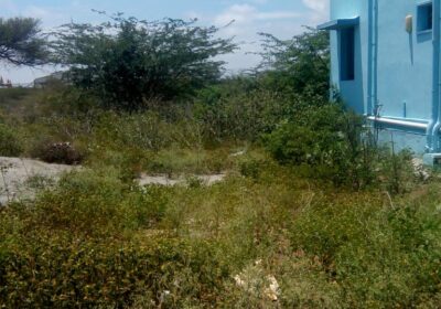 Land For Sale in Pappampatti, Coimbatore