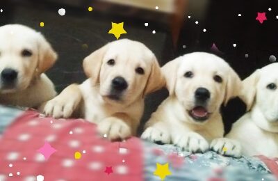 Pure Labrador Female Puppies Available For Sale in Bangalore