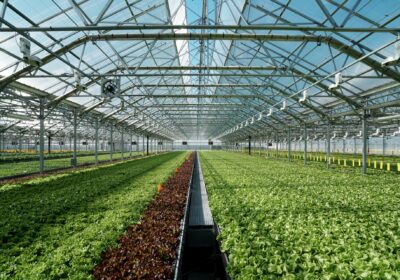Organic Farming Company in Visakhapatnam | Kesari Farms and Biologicals